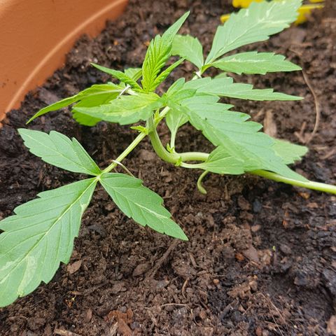 Cookies Gelato growlog photo: Seitentriebe kommen auch gut 