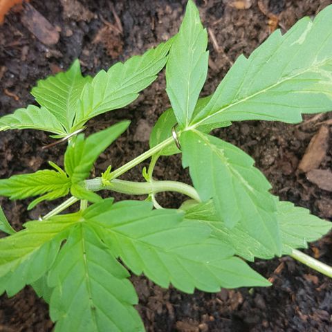 Cookies Gelato growlog photo: Seitentriebe kommen auch gut 