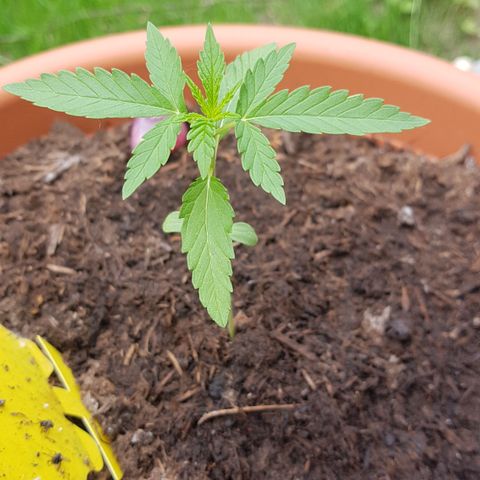 Tangerine Dream  growlog timeline photo