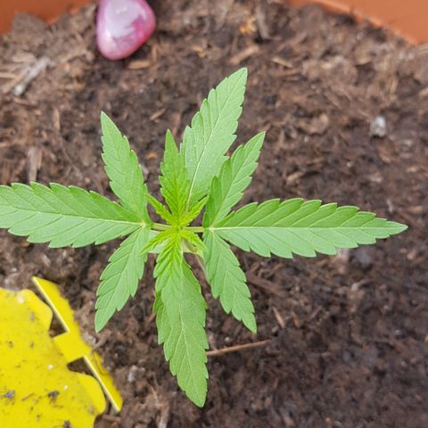 Tangerine Dream  growlog timeline photo