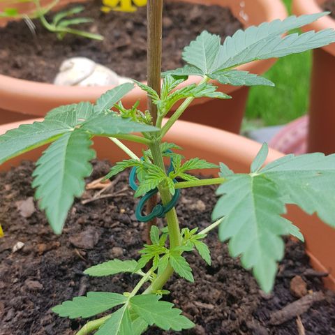 Northern Light growlog timeline photo