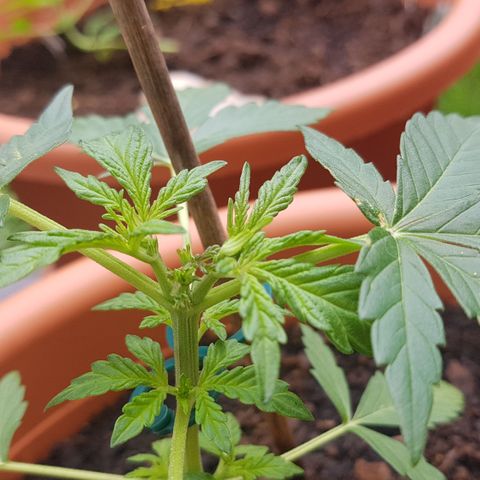 Northern Light growlog timeline photo