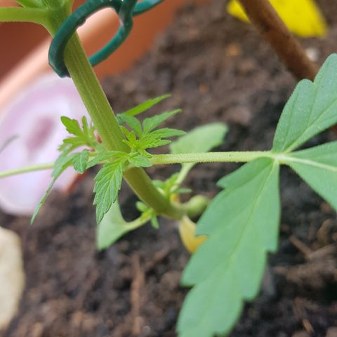 Northern Light growlog timeline photo