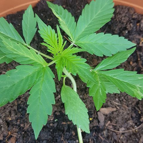 Cookies Gelato growlog timeline photo