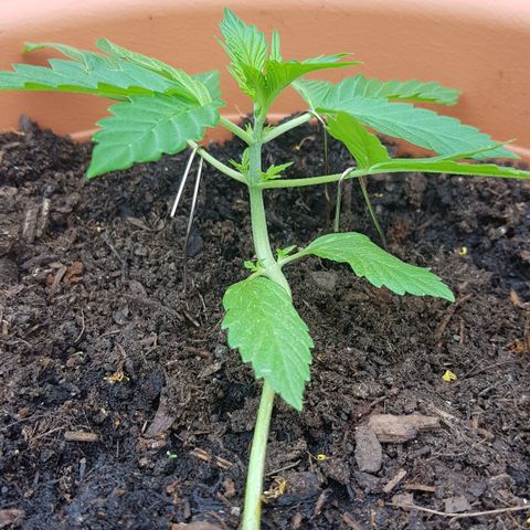 Cookies Gelato growlog timeline photo
