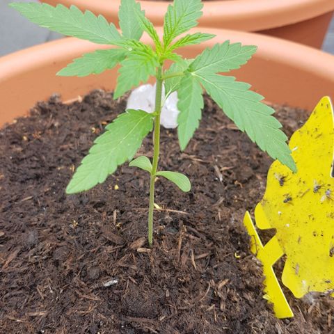 Tangerine Dream  growlog timeline photo