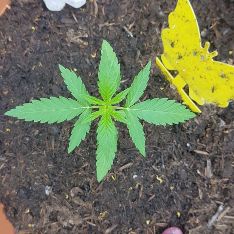 Tangerine Dream  growlog timeline photo