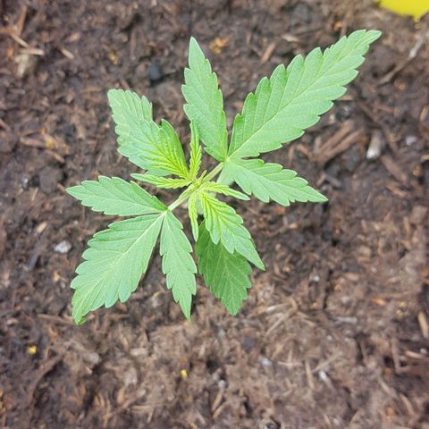 Do-Si-Dos  growlog timeline photo