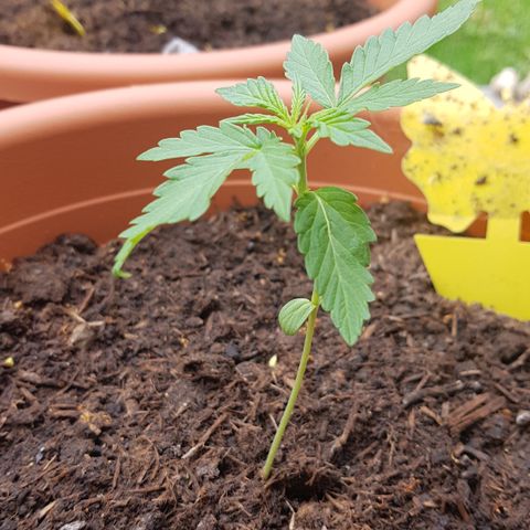 Do-Si-Dos  growlog timeline photo