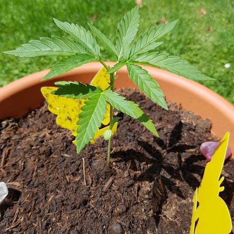 Tangerine Dream  growlog timeline photo