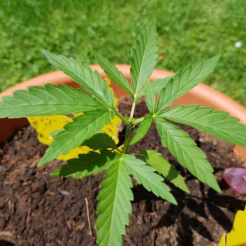 Tangerine Dream  growlog timeline photo