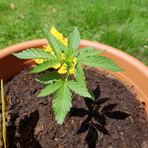 Do-Si-Dos  growlog timeline photo