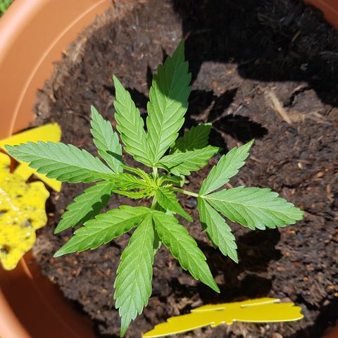 Do-Si-Dos  growlog timeline photo
