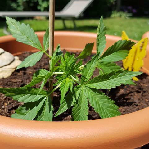 Cookies Gelato growlog timeline photo