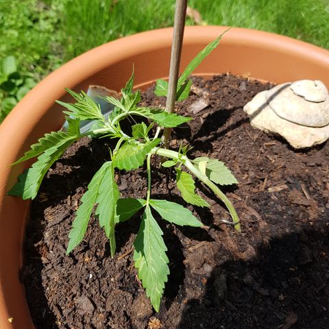 Cookies Gelato growlog timeline photo