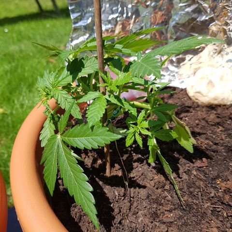 Northern Light growlog timeline photo