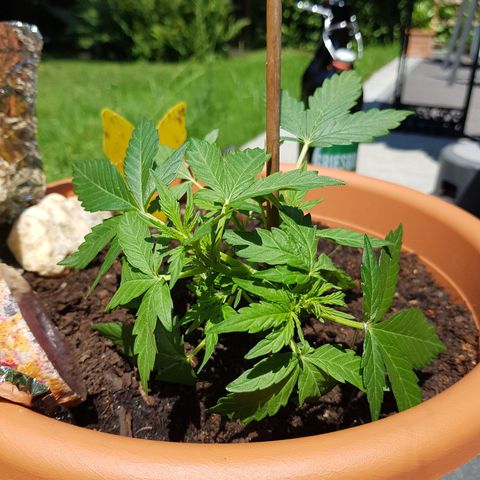 Northern Light growlog timeline photo