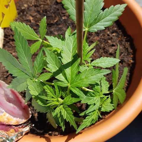 Northern Light growlog timeline photo