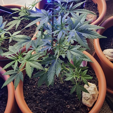 Northern Light growlog timeline photo