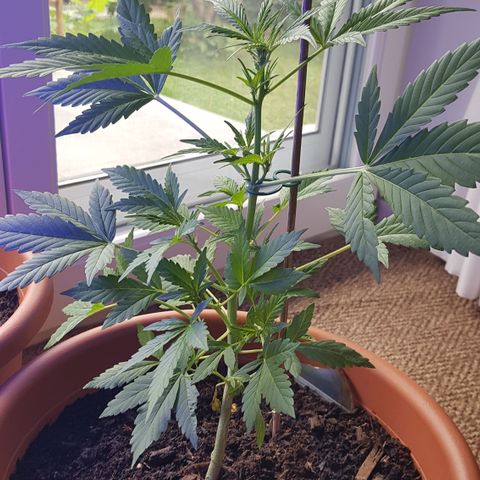Cookies Gelato growlog timeline photo
