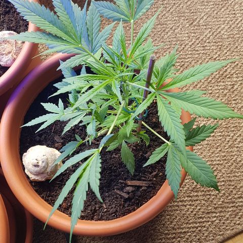 Cookies Gelato growlog timeline photo