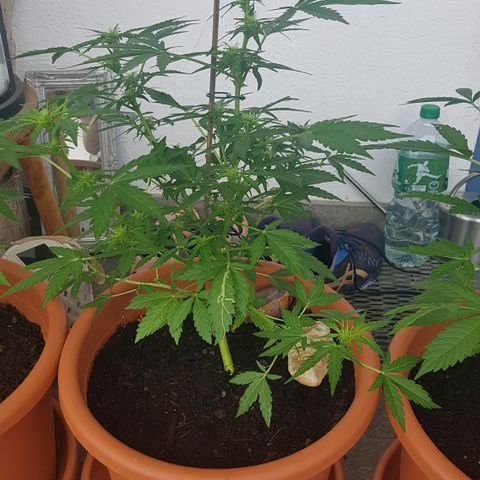 Northern Light growlog timeline photo