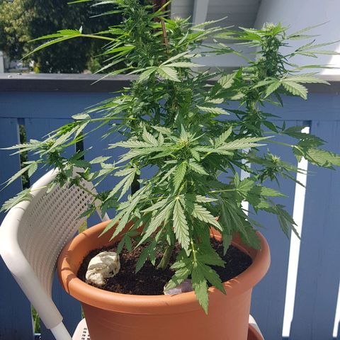 Northern Light growlog timeline photo