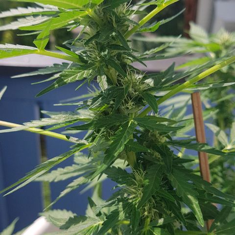 Northern Light growlog timeline photo