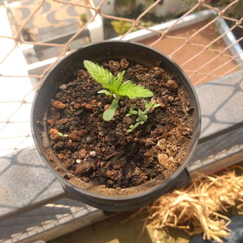 Sophie growlog timeline photo