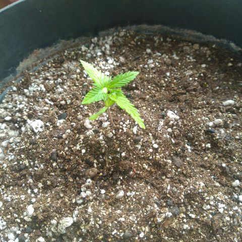 Sophie growlog timeline photo