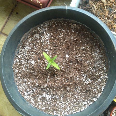 Sophie growlog timeline photo