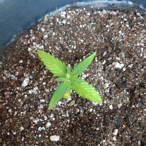 Sophie growlog timeline photo