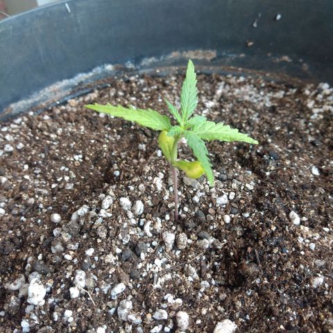 Sophie growlog timeline photo