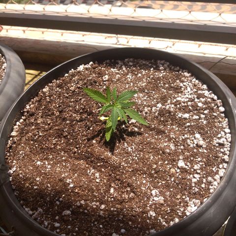 Sophie growlog timeline photo