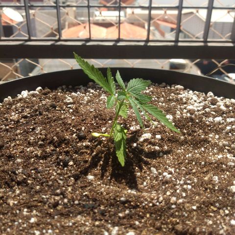 Sophie growlog timeline photo