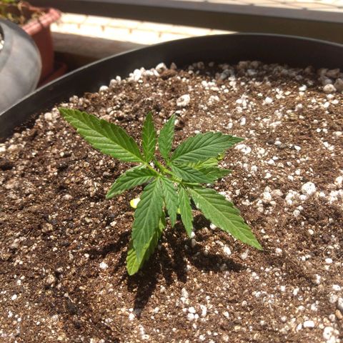 Sophie growlog timeline photo