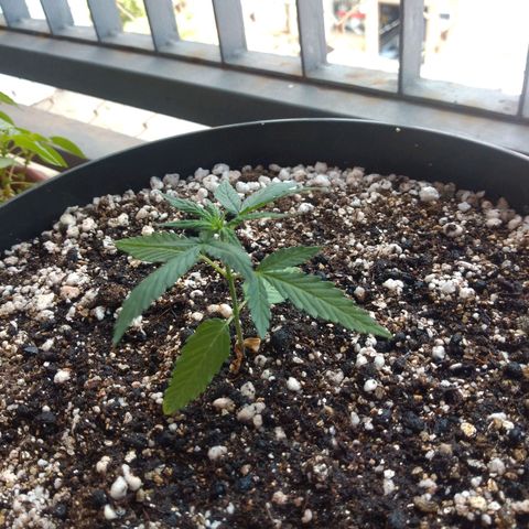 Sophie growlog timeline photo