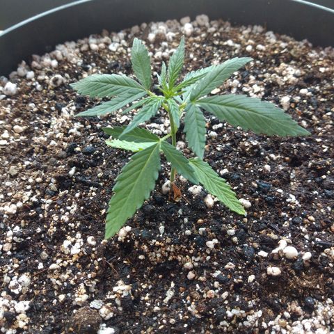 Sophie growlog timeline photo
