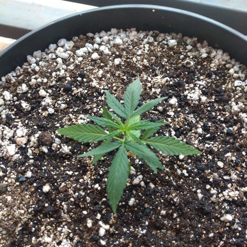 Sophie growlog timeline photo