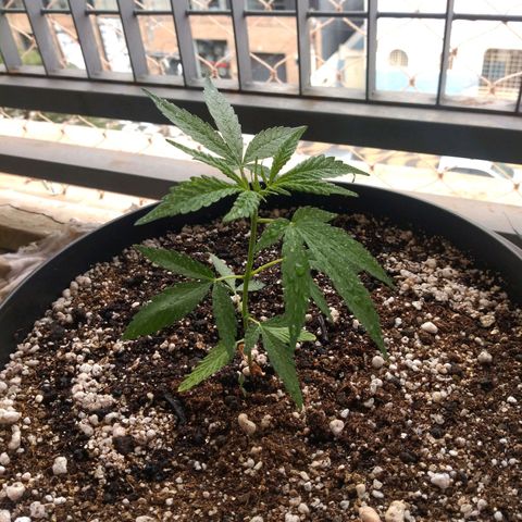 Sophie growlog timeline photo