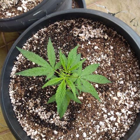 Sophie growlog timeline photo
