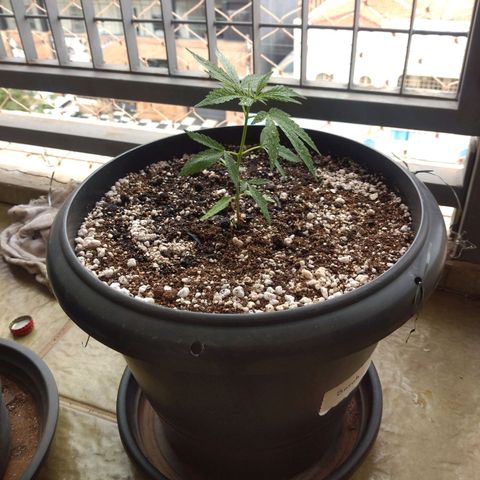 Sophie growlog timeline photo
