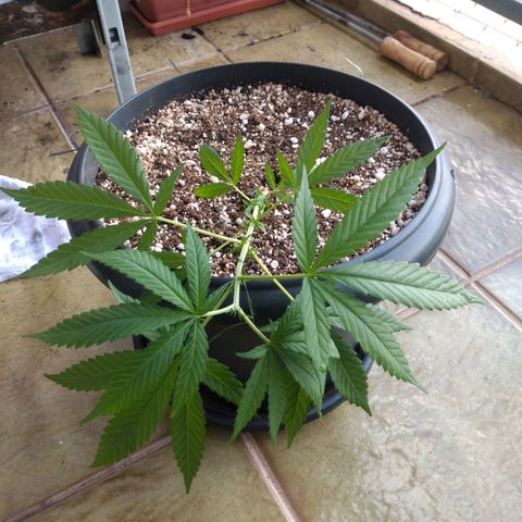 Sophie growlog timeline photo