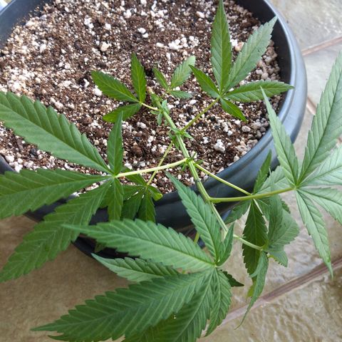 Sophie growlog timeline photo