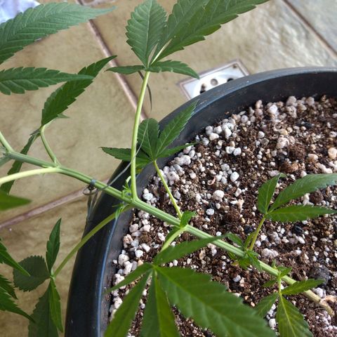 Sophie growlog timeline photo