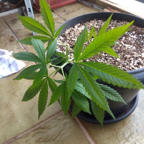 Sophie growlog timeline photo