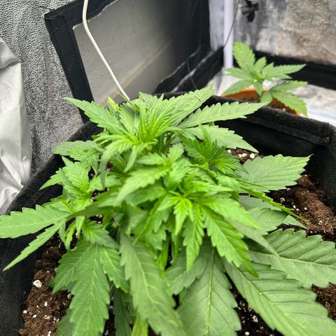 Northern Light Automatic growlog timeline photo