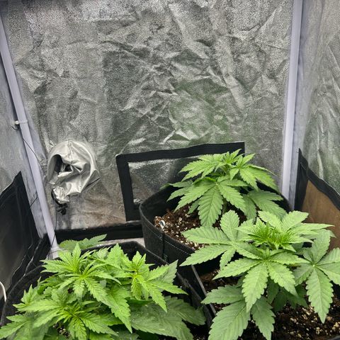 Northern Light Automatic growlog photo: Défoliation légère 
LST