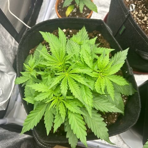 Northern Light Automatic growlog photo: Défoliation légère 
LST