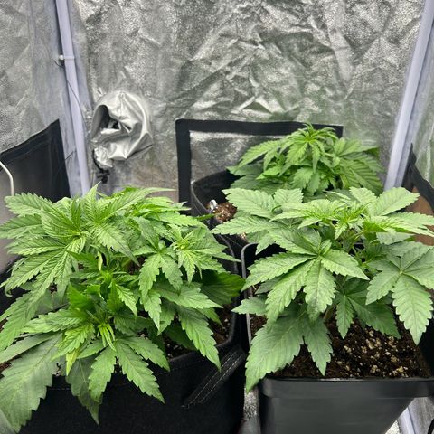 Northern Light Automatic growlog timeline photo